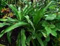 Crinum asiaticum