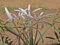 Crinum asiaticum