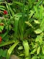 Amaryllidaceae-Crinum-mauritianum-Crinole.jpg