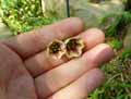 Amaryllidaceae-Eucrosia-bicolor-Lys-peruvien.jpg