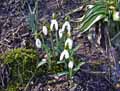 Galanthus nivalis