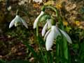 Galanthus nivalis
