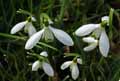 Galanthus nivalis