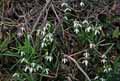 Galanthus nivalis