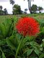 Haemanthus multiflorus