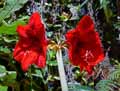 Hippeastrum vittatum