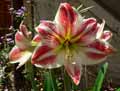 Hippeastrum vittatum