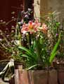 Hippeastrum vittatum