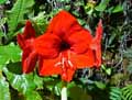 Amaryllidaceae-Hippeastrum-vittatum-Amaryllis.jpg