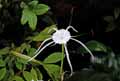 Amaryllidaceae-Hymenocallis-caroliniana-Lis-araignee.jpg