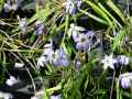Ipheion uniflorum, Brodiaea uniflora, Tristagma uniflorum