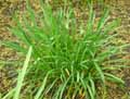Amaryllidaceae-Lycoris-squamigera-Lys-de-la-resurrection.jpg