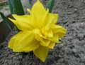 Narcissus Double Smiles
