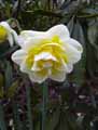 Narcissus White Lion