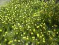 Narcissus jonquilla