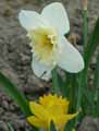 Narcissus pseudonarcissus