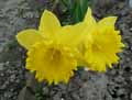 Narcissus pseudonarcissus