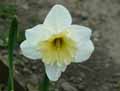 Narcissus pseudonarcissus