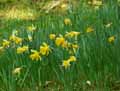 Narcissus pseudonarcissus