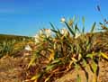 Pancratium maritimum