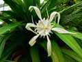 Pancratium zeylanicum