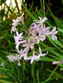 Tulbaghia violacea