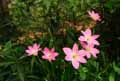 Zephyranthes rosea