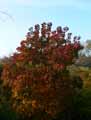 Anacardiaceae-Cotinus-coggygria-Arbre-a-perruque.jpg