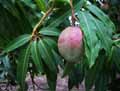 Mangifera indica