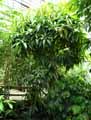 Mangifera indica
