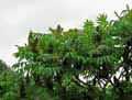 Rhus typhina