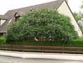 Rhus typhina