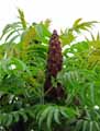 Rhus typhina