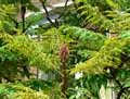 Rhus typhina Tiger's eye