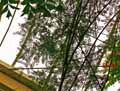 Schinus molle, Schinus areira