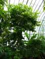 Magnoliales