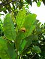 Annona senegalensis