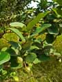 Annona senegalensis