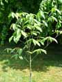 Asimina triloba