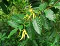 Cananga odorata