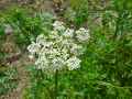 Aethusa cynapium