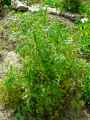 Aethusa cynapium