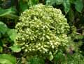 Angelica archangelica