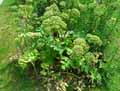 Apiales