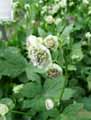 Astrantia major