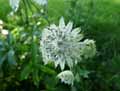 Astrantia major