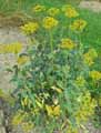 Bupleurum fruticosum, Bupleurum fruticosa, Bupleurum frutescens, Tenoria fruticosa