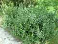 Bupleurum fruticosum, Bupleurum fruticosa, Bupleurum frutescens, Tenoria fruticosa