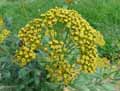 Apiaceae-Bupleurum-fruticosum-Bupleurum-fruticosa-Bupleurum-frutescens-Tenoria-fruticosa-Buplevre-ligneux-Oreille-de-lievre.jpg