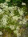 Apiaceae-Carum-carvi-Carvi-Cumin-des-pres-Anis-des-vosges.jpg